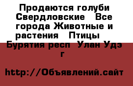 Продаются голуби Свердловские - Все города Животные и растения » Птицы   . Бурятия респ.,Улан-Удэ г.